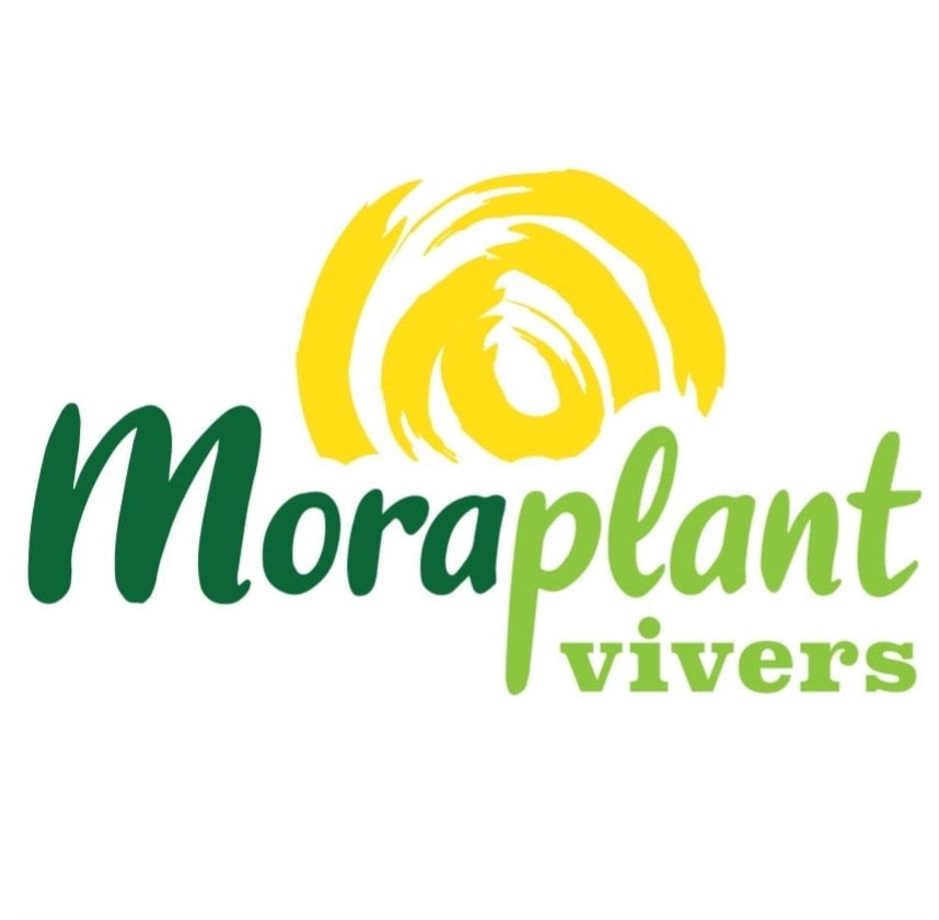 MoraPlant